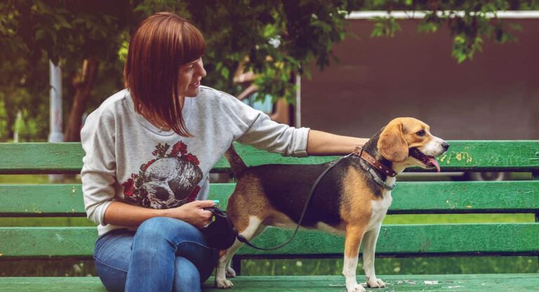 pet-sitting-dog-bench